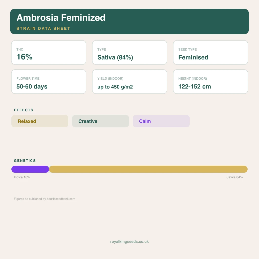 Ambrosia 16% indica / 84% sativa flower with visible trichomes