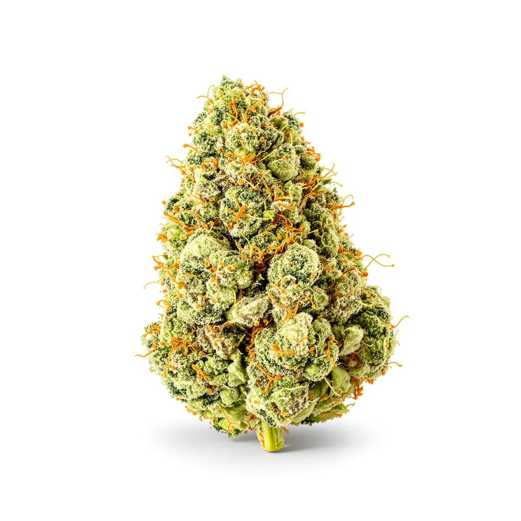 Ambrosia cannabis plant in flowering stage — 150-200 cm feminised