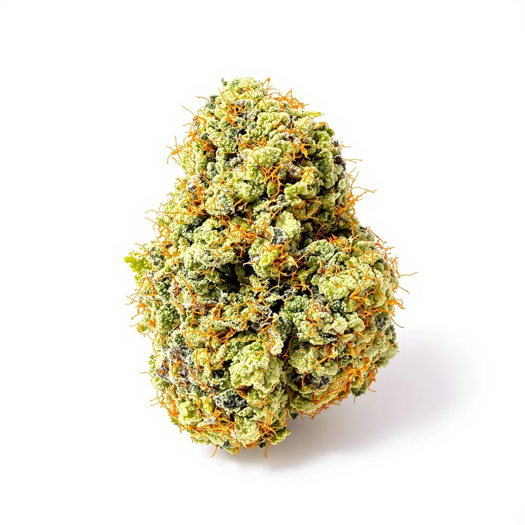 American Haze cannabis plant in flowering stage — 150-200 cm feminised
