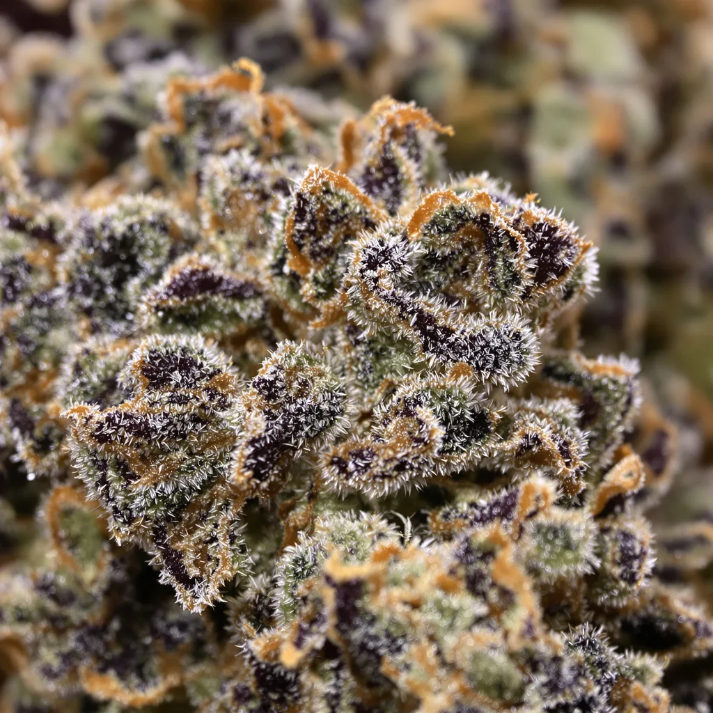 American Kush cannabis bud close-up showing dense purple-tinged calyxes