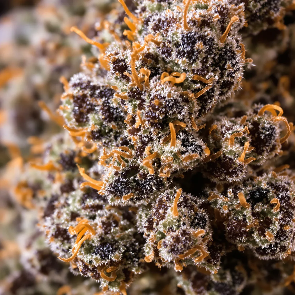 Americano cannabis bud close-up showing dense purple-tinged calyxes