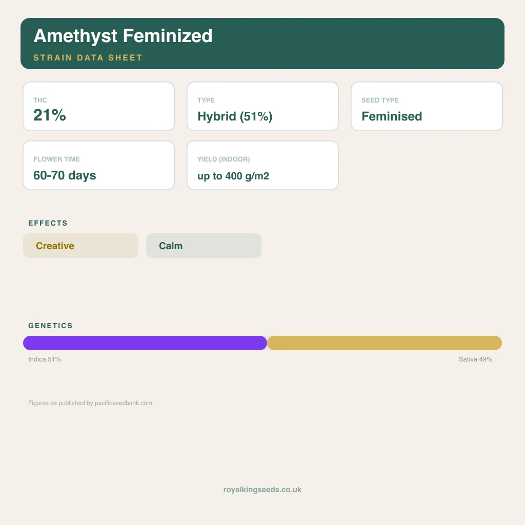Amethyst 51% indica / 49% sativa flower with visible trichomes