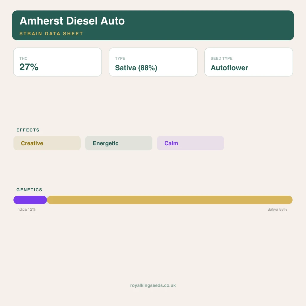 Amherst Diesel 12% indica / 88% sativa flower with visible trichomes