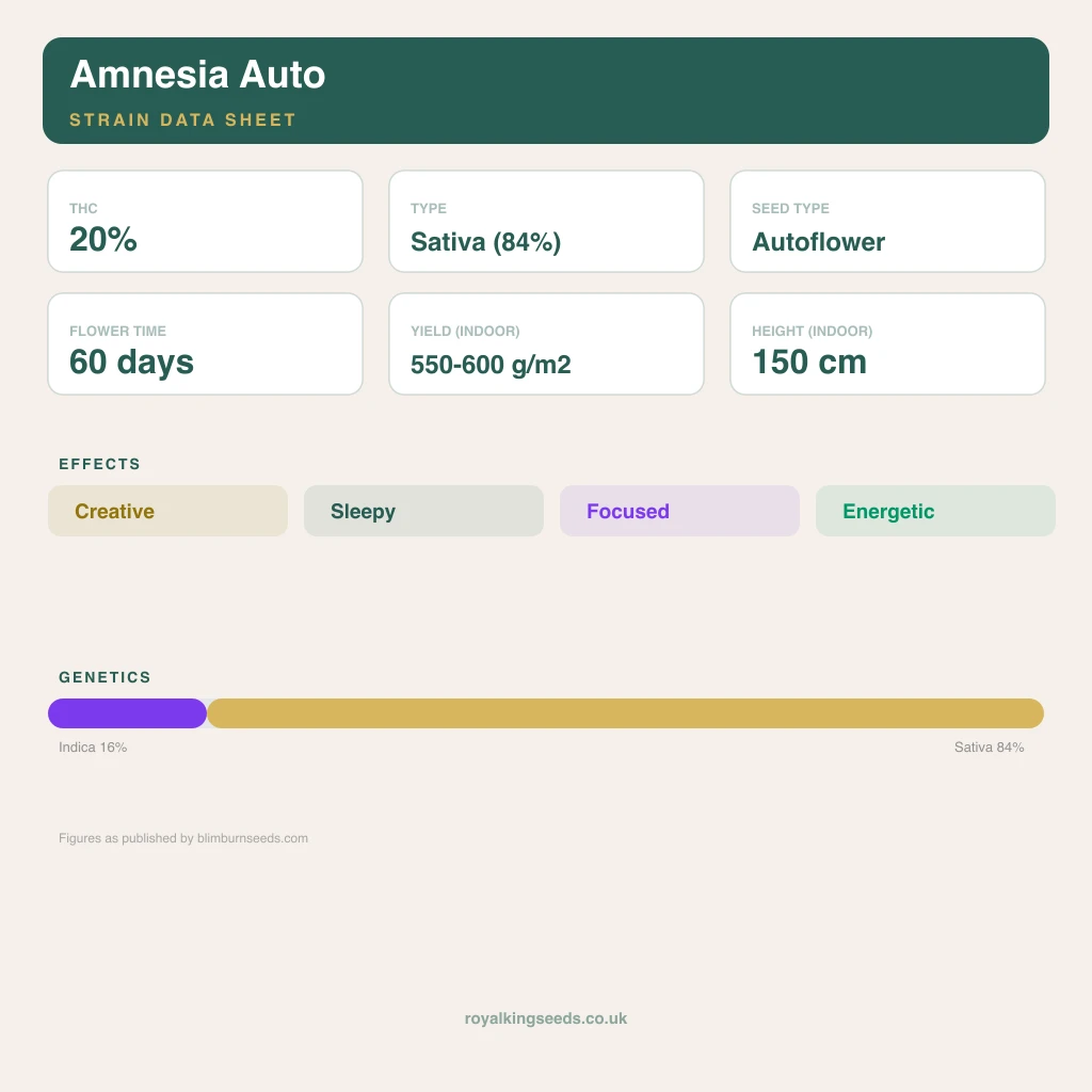 Amnesia 16% indica / 84% sativa flower with visible trichomes