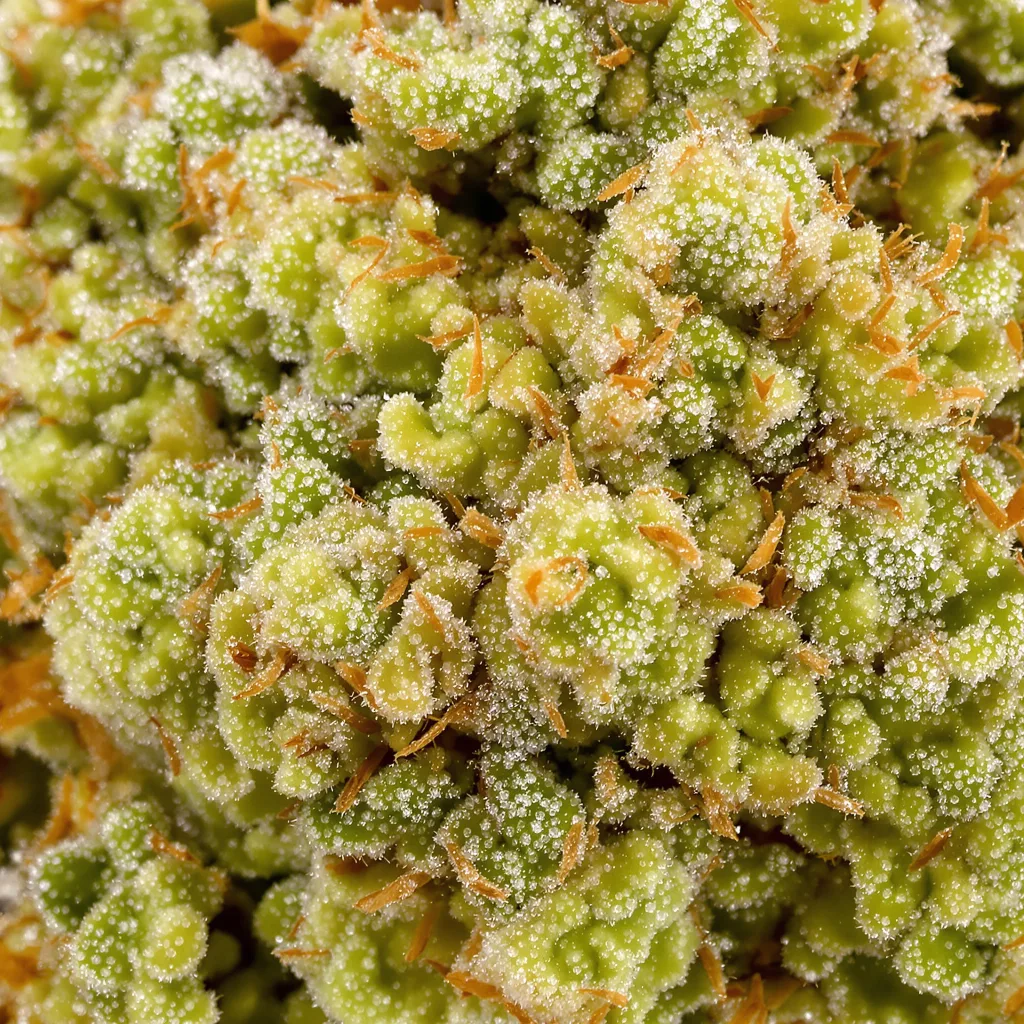 Amnesia cannabis bud close-up showing lime-green airy structure
