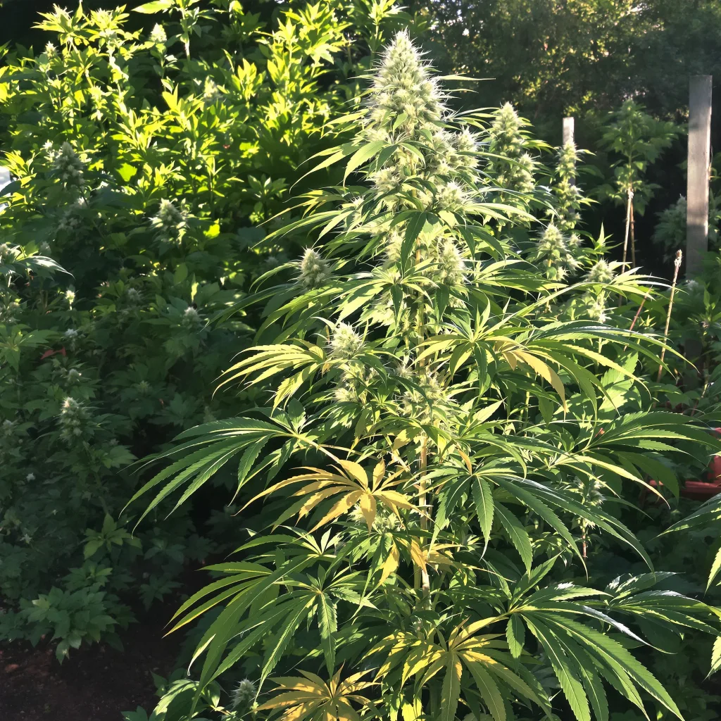 Amnesia 16% indica / 84% sativa flower with visible trichomes