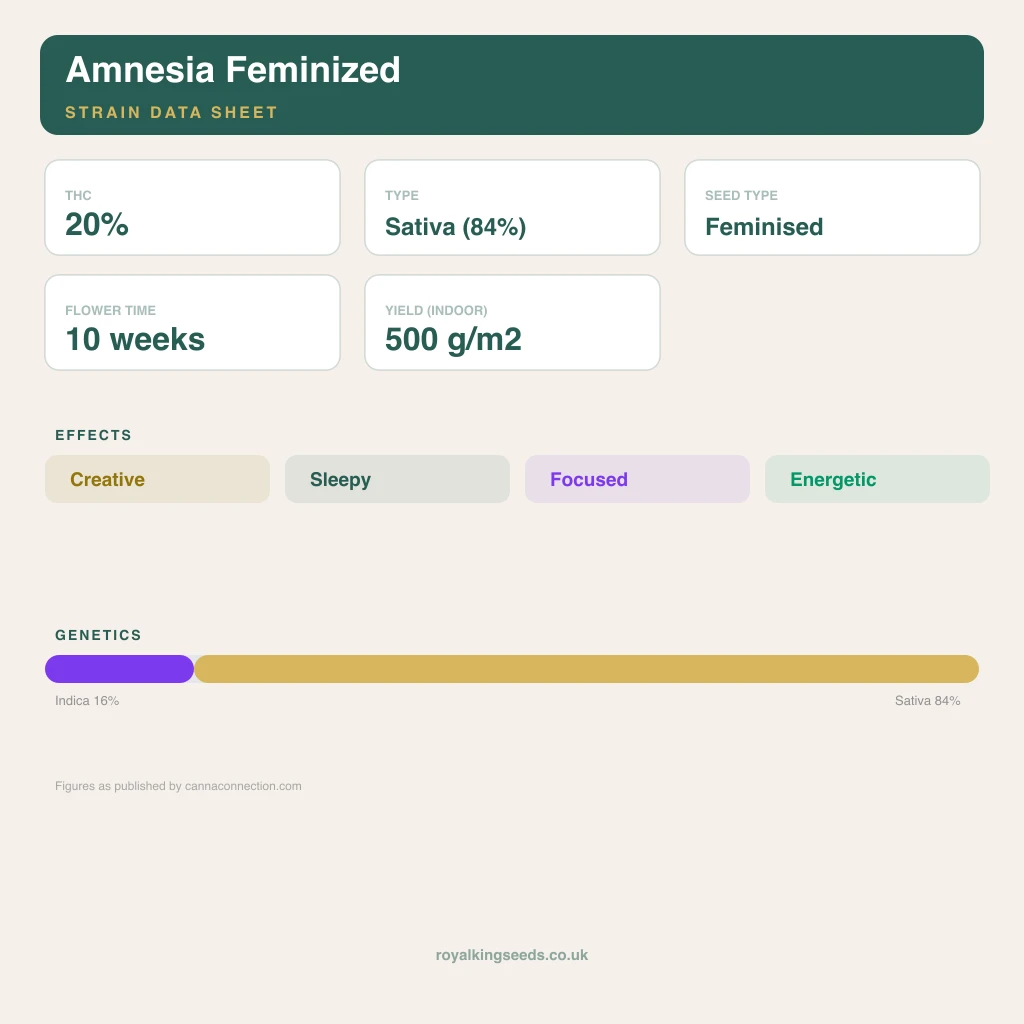 Amnesia 16% indica / 84% sativa flower with visible trichomes