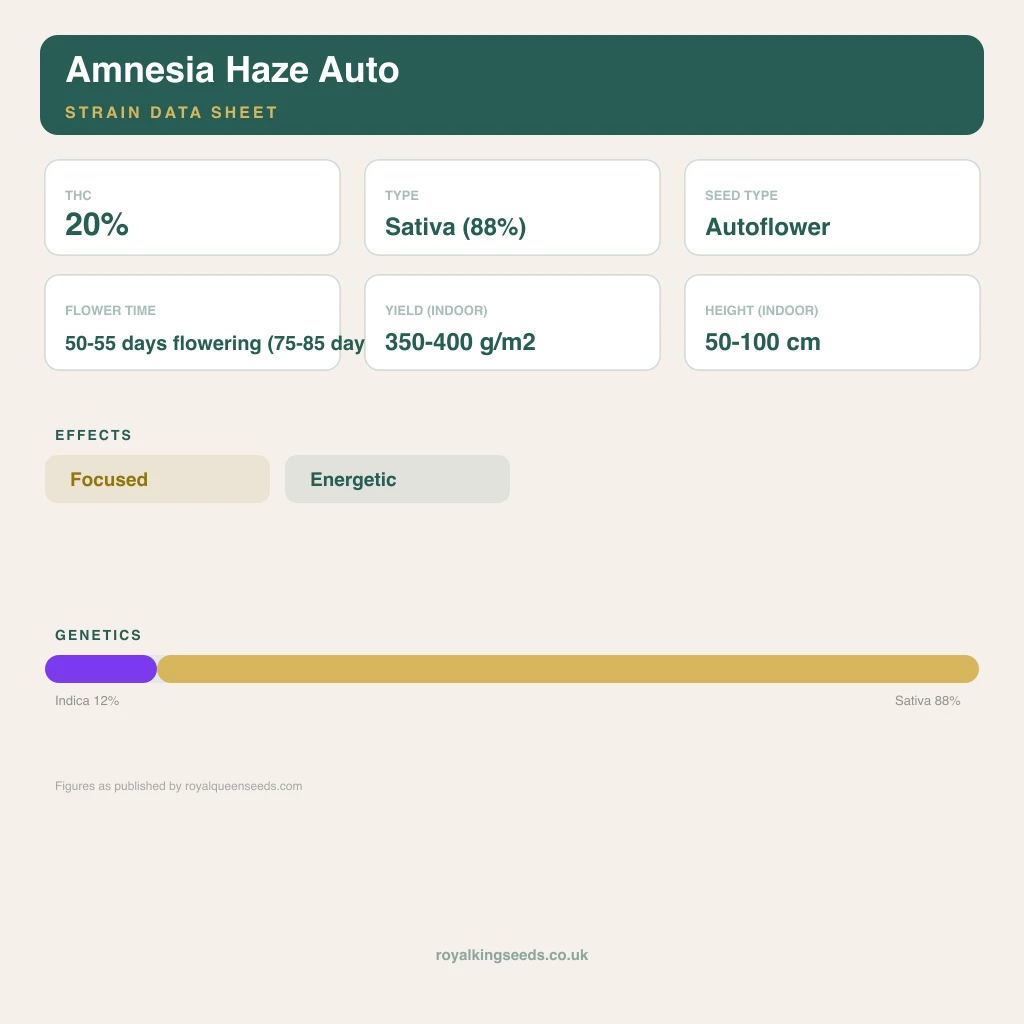 Amnesia Haze 12% indica / 88% sativa flower with visible trichomes