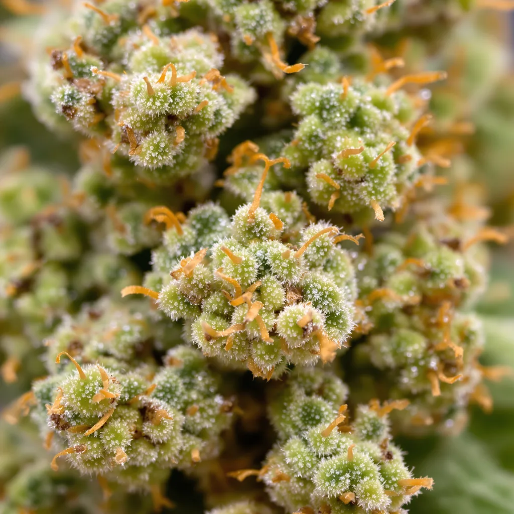 Amnesia Haze cannabis bud close-up showing lime-green airy structure