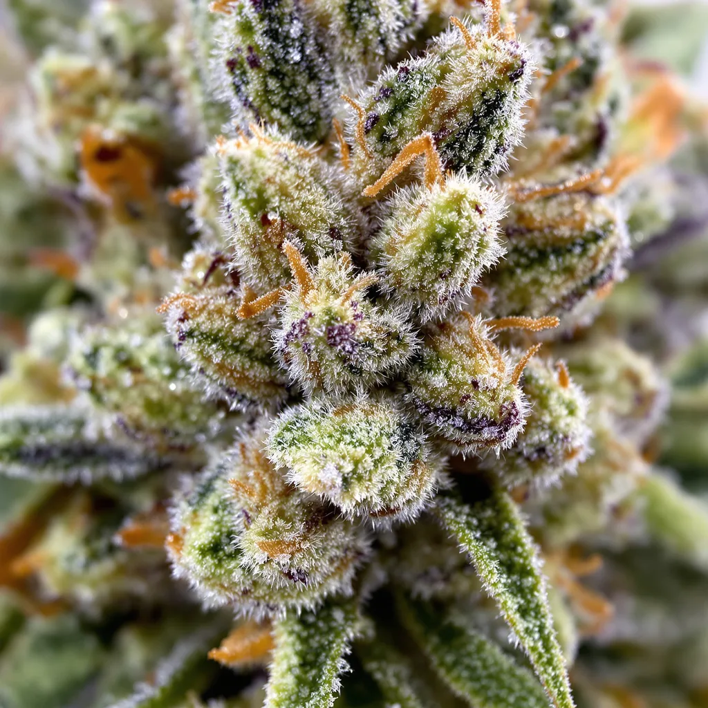 Amnesia Lemon cannabis bud close-up showing balanced bud structure with frosted trichomes