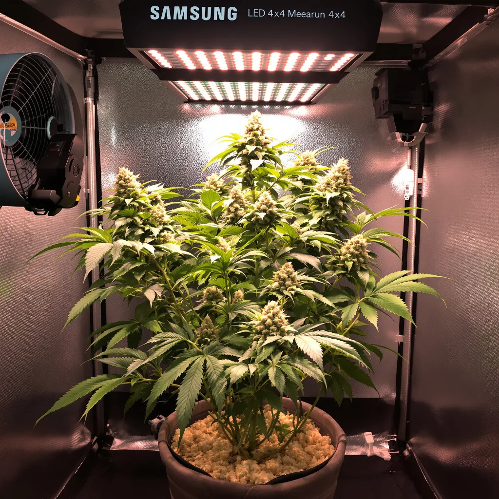 Anesthesia 74% indica / 26% sativa flower with visible trichomes