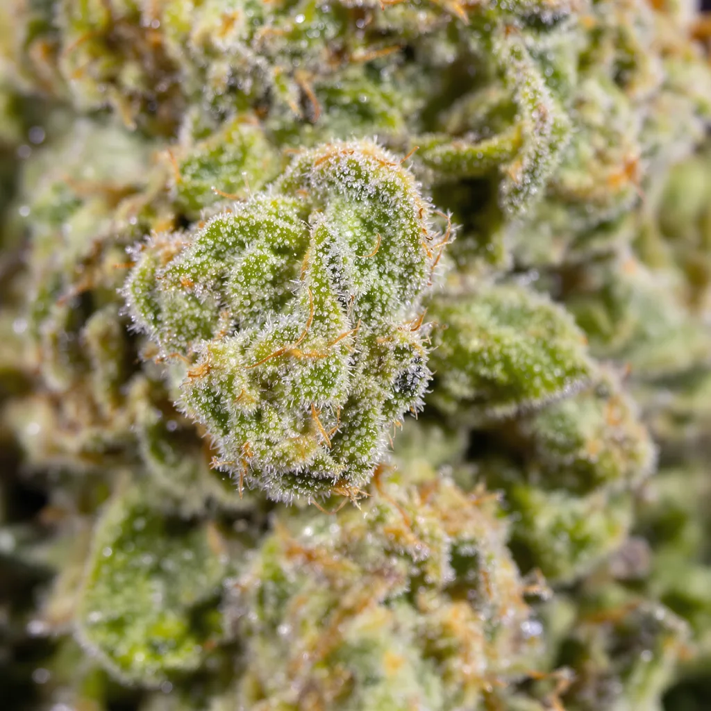Apollo 13 cannabis bud close-up showing lime-green airy structure