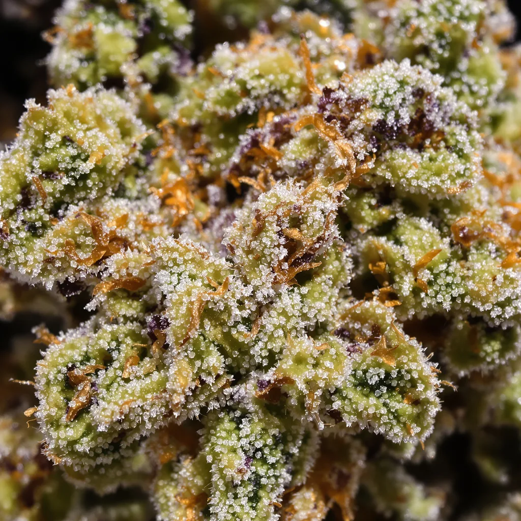 Apple Crisp cannabis bud close-up showing balanced bud structure with frosted trichomes
