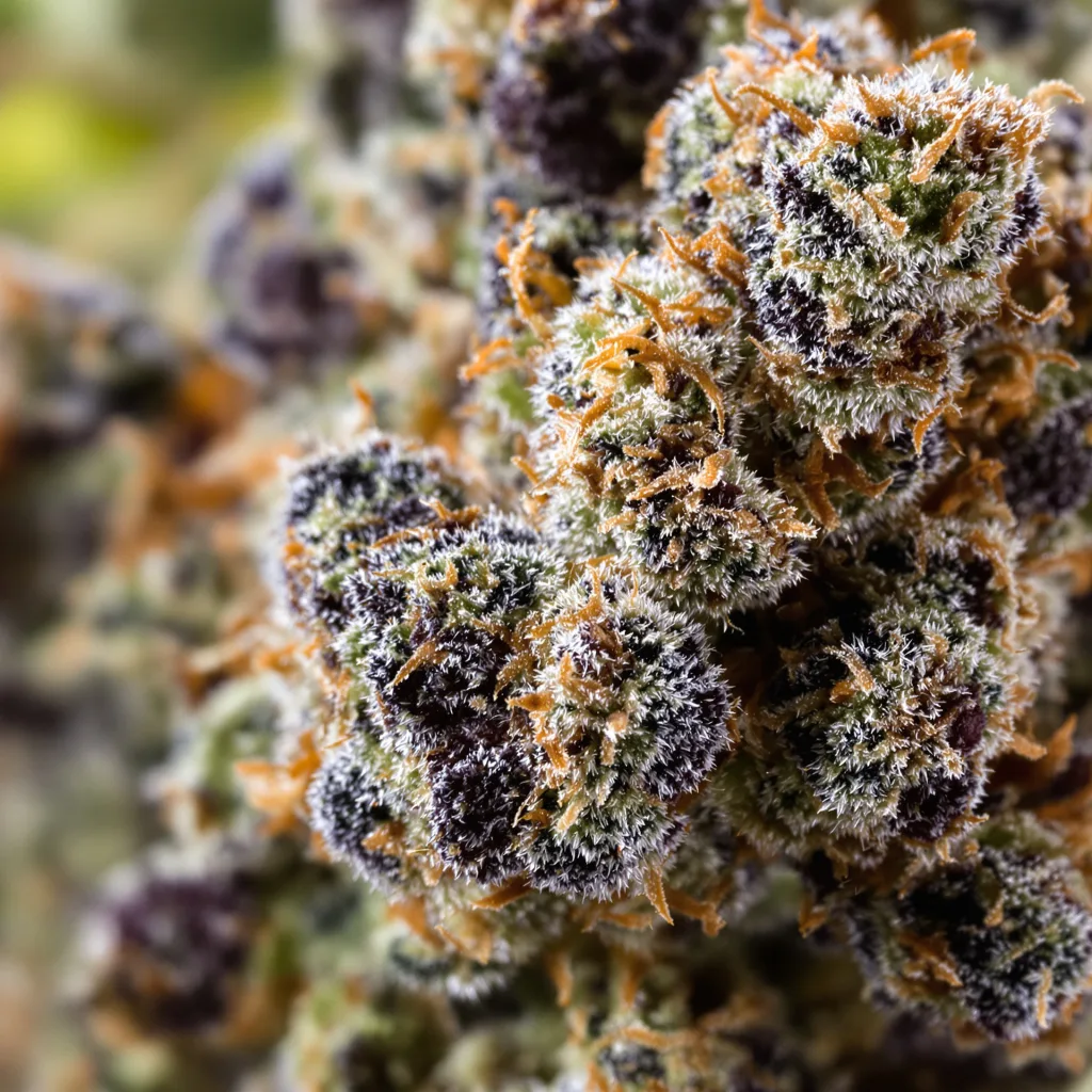 Apple Tarts cannabis bud close-up showing dense purple-tinged calyxes