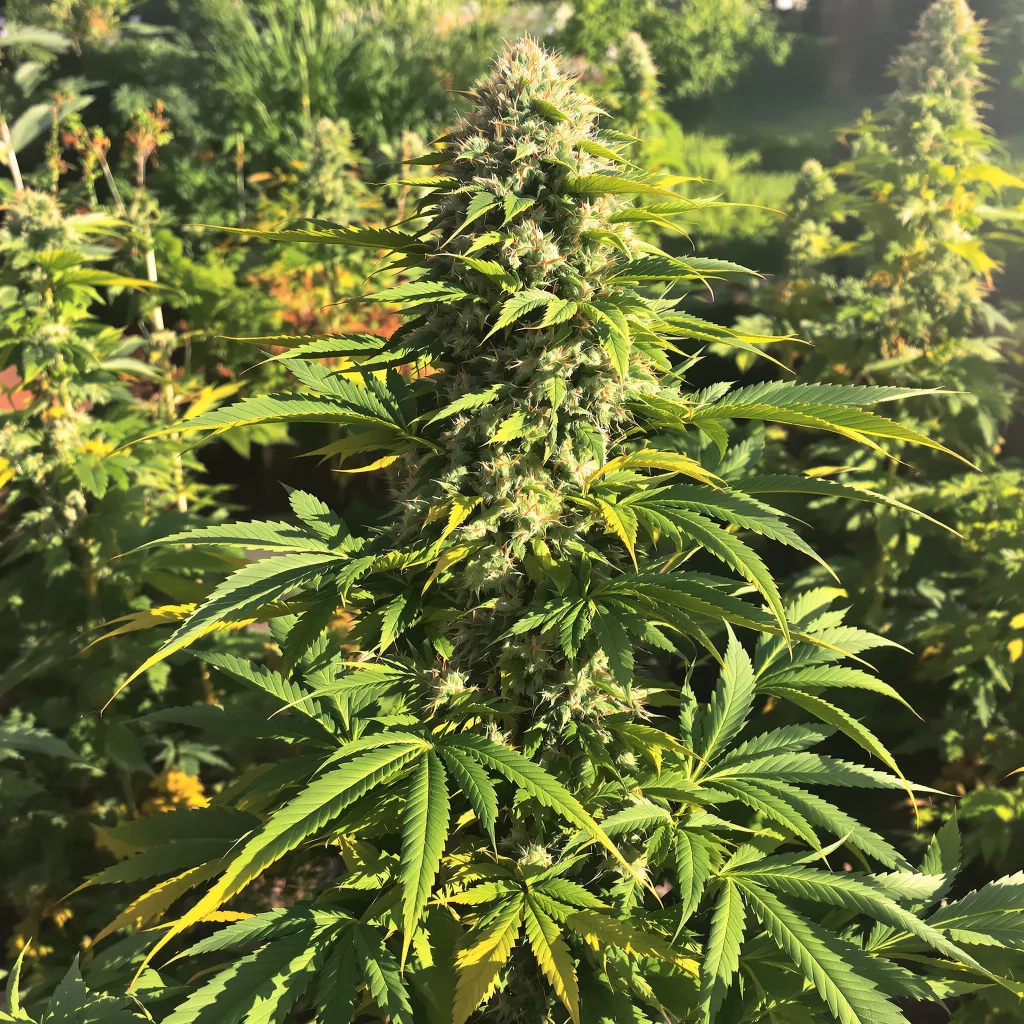 Aspen OG 86% indica / 14% sativa flower with visible trichomes