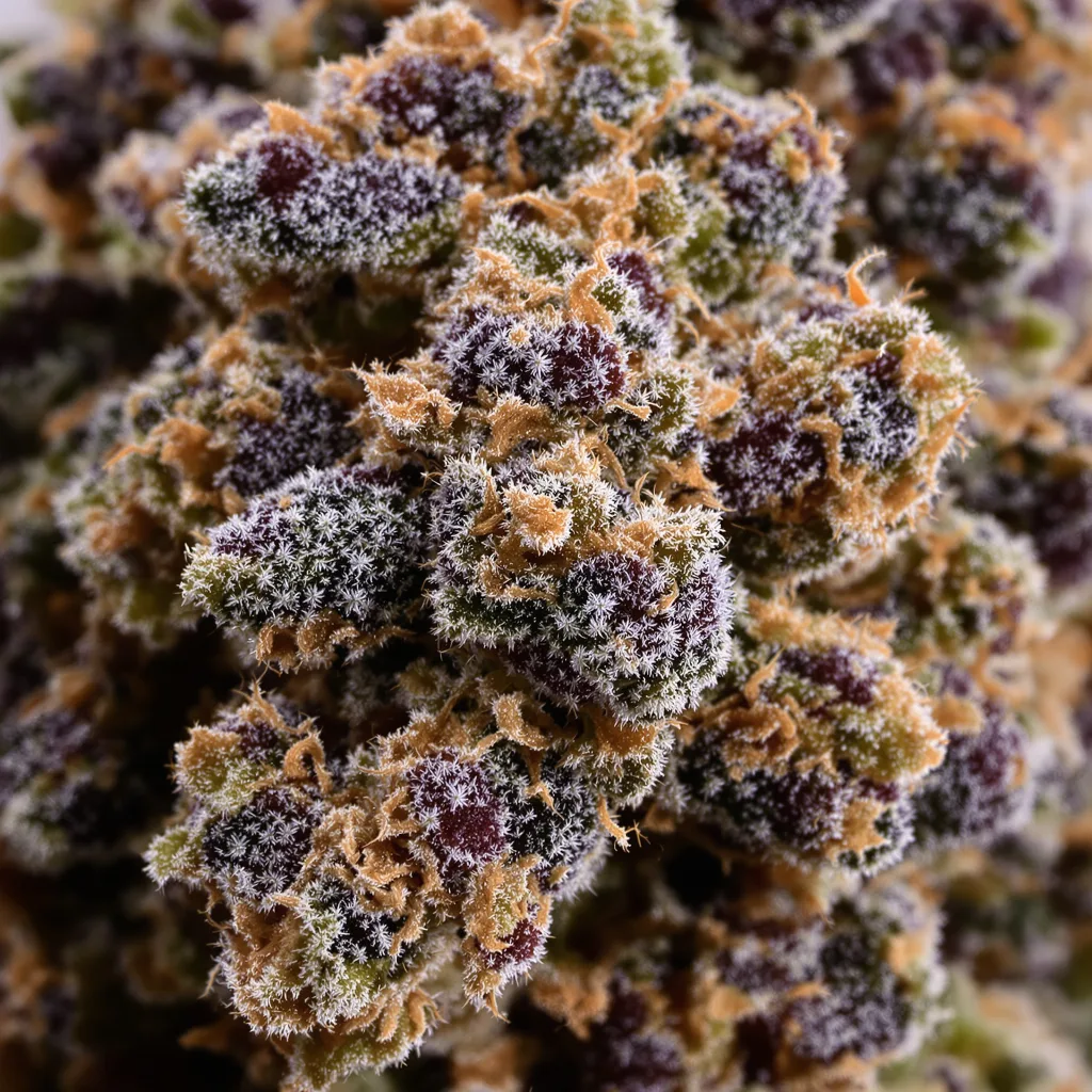 Athabasca cannabis bud close-up showing dense purple-tinged calyxes