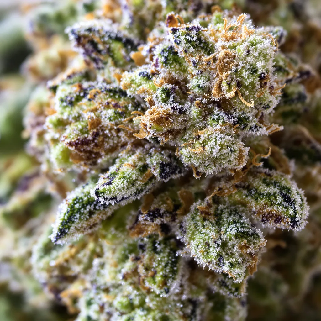 Aurora Borealis cannabis bud close-up showing balanced bud structure with frosted trichomes