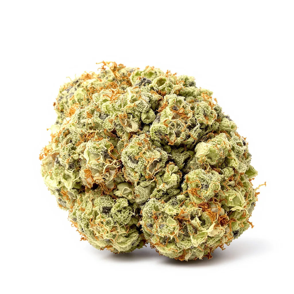 Avidekel CBD cannabis plant in flowering stage — 120-180 cm feminised