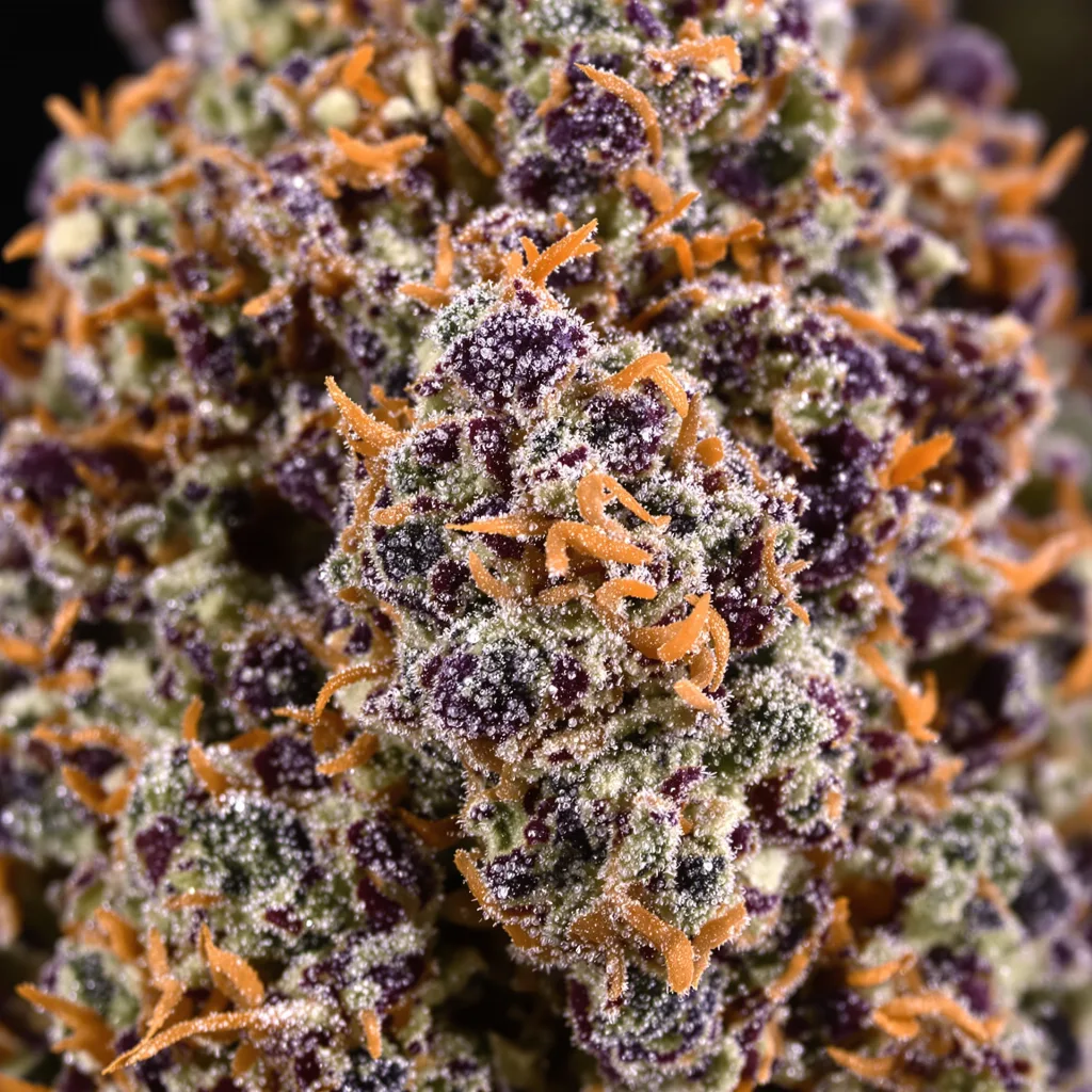 Ayahuasca Purple cannabis bud close-up showing dense purple-tinged calyxes