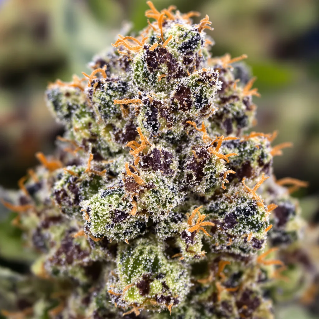 B-52 cannabis bud close-up showing dense purple-tinged calyxes