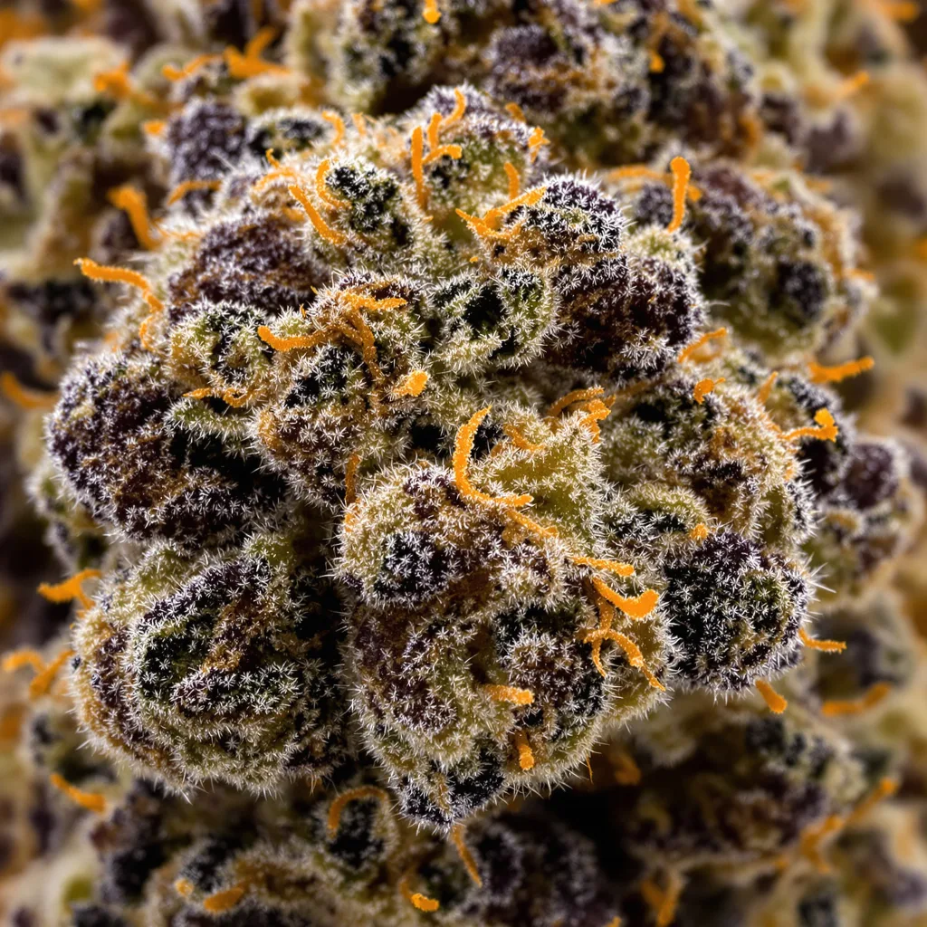 Bakerstreet cannabis bud close-up showing dense purple-tinged calyxes