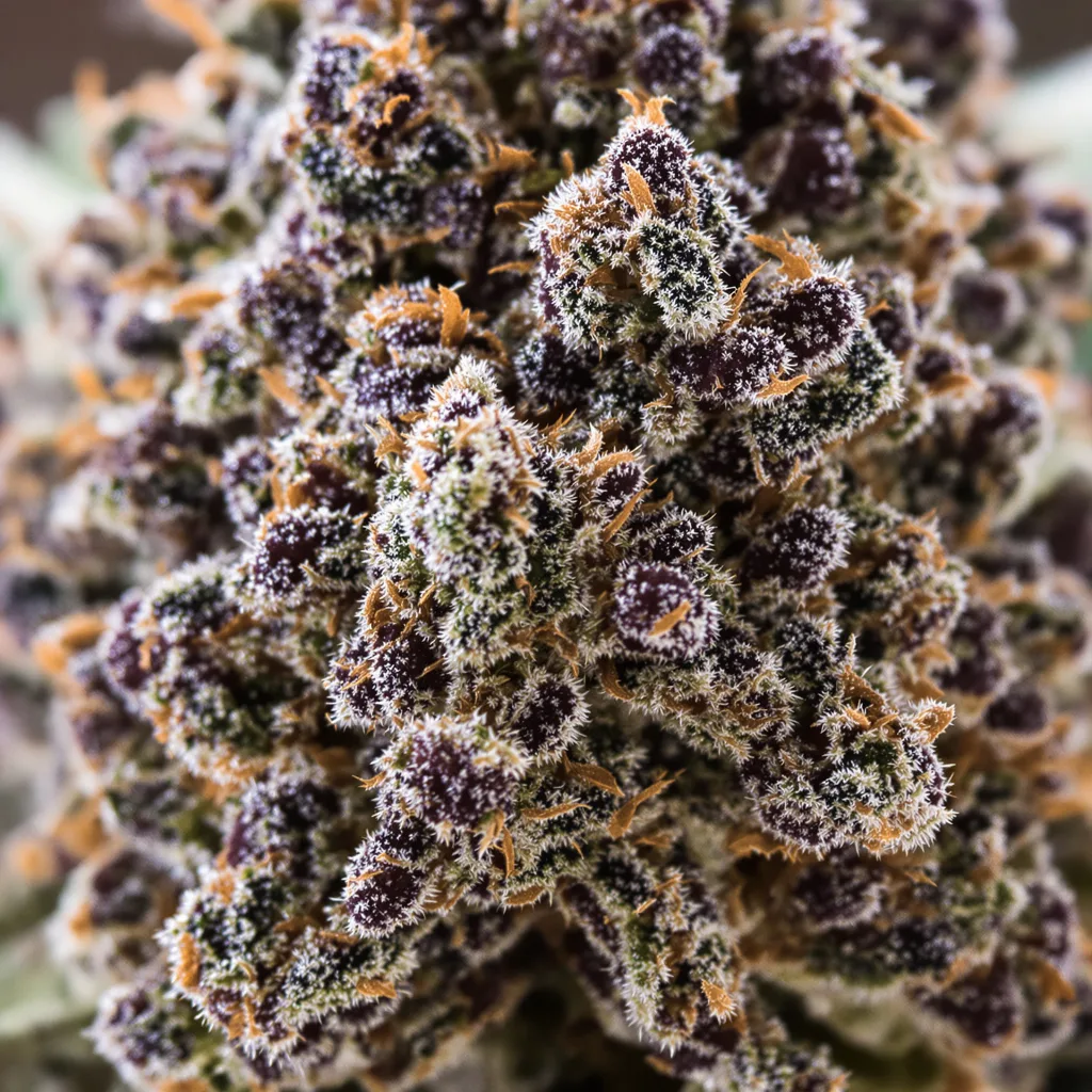 Barbara Bud cannabis bud close-up showing dense purple-tinged calyxes