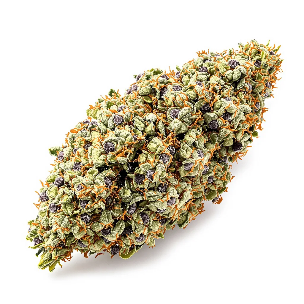 Bay 11 cannabis plant in flowering stage — 120-180 cm feminised