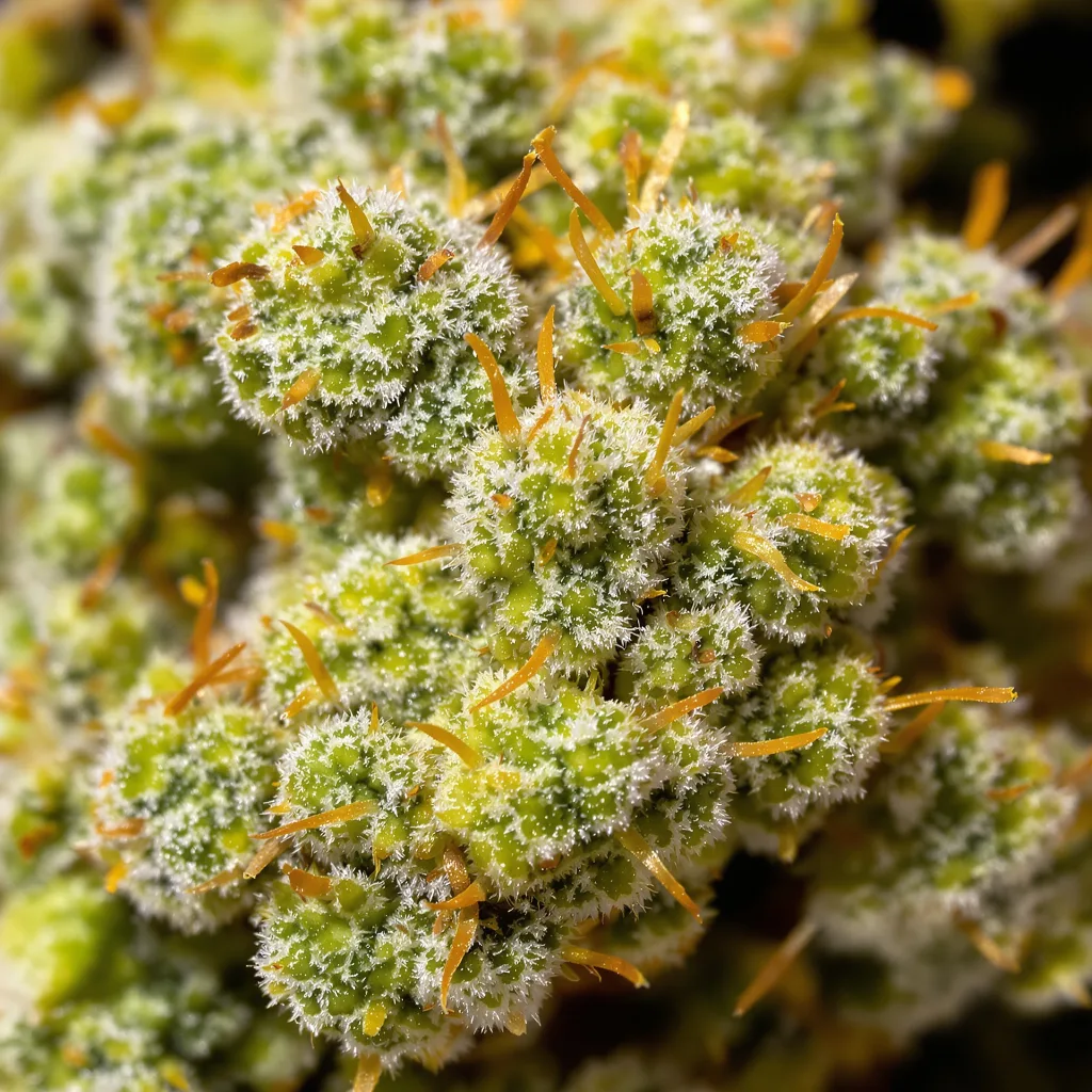 Bear Dance cannabis bud close-up showing lime-green airy structure
