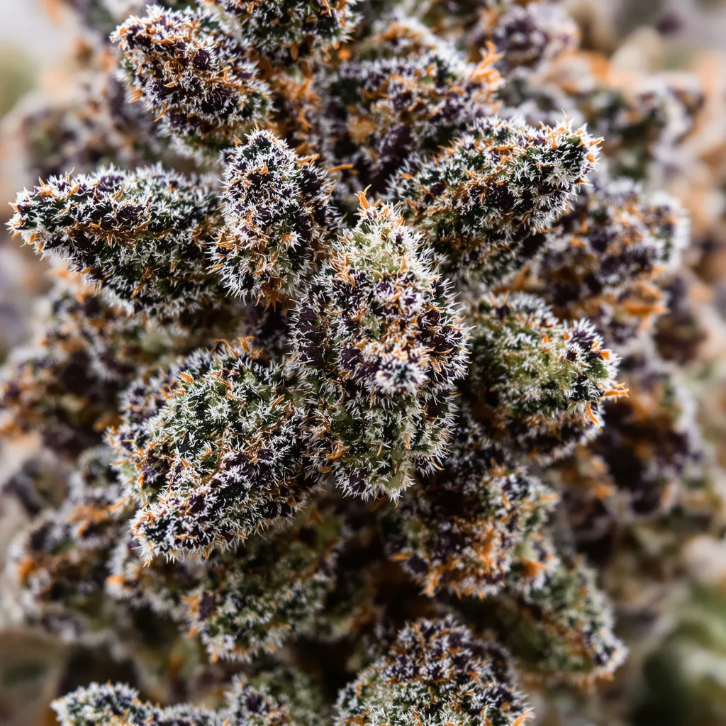 Berry Noir cannabis bud close-up showing dense purple-tinged calyxes