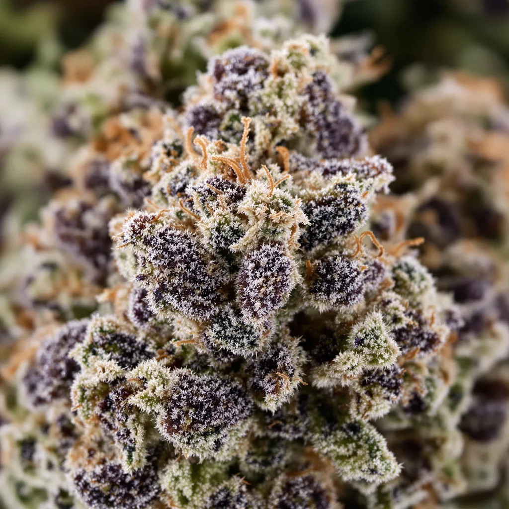 Berry White cannabis bud close-up showing dense purple-tinged calyxes