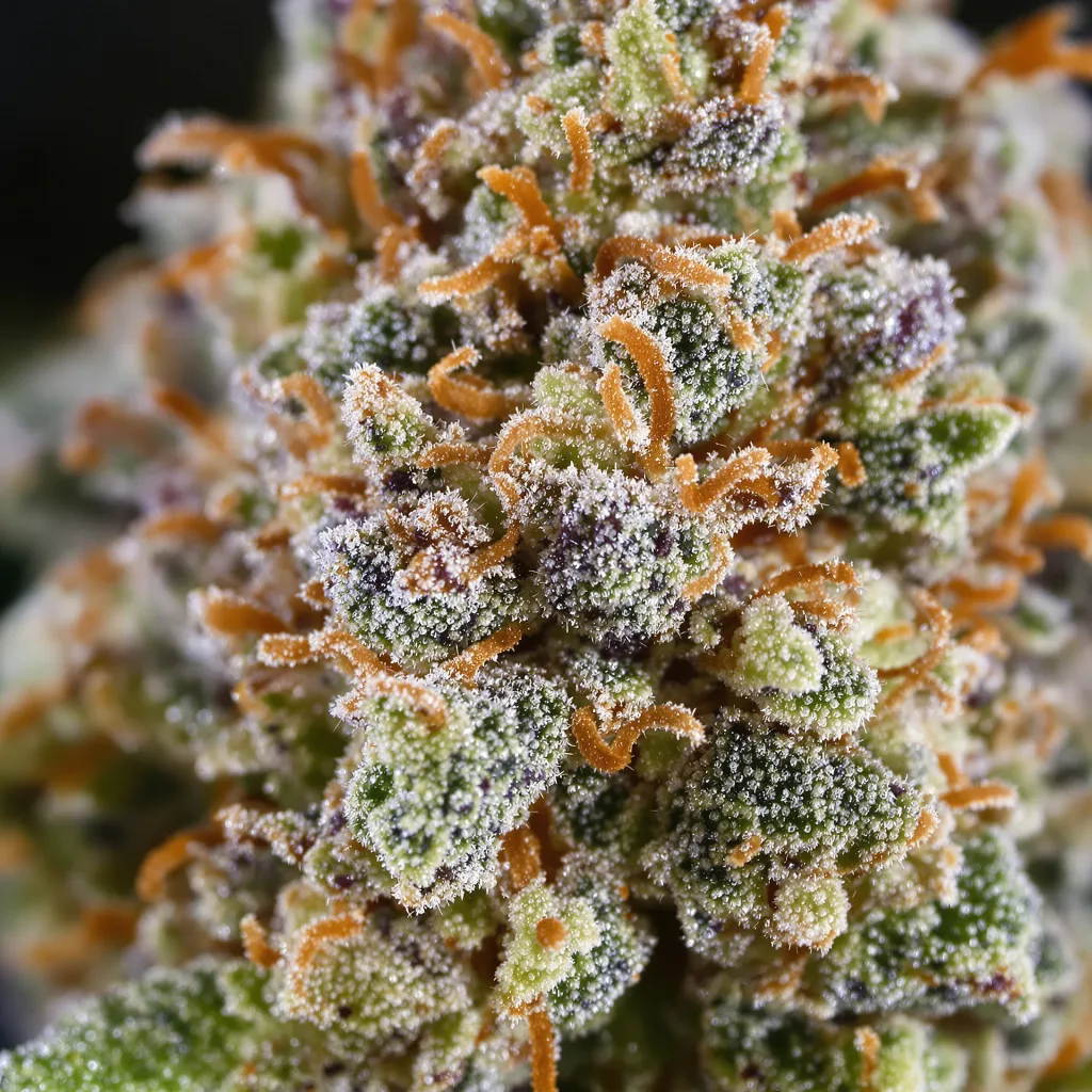 Biddy Early cannabis bud close-up showing dense forest-green nugs