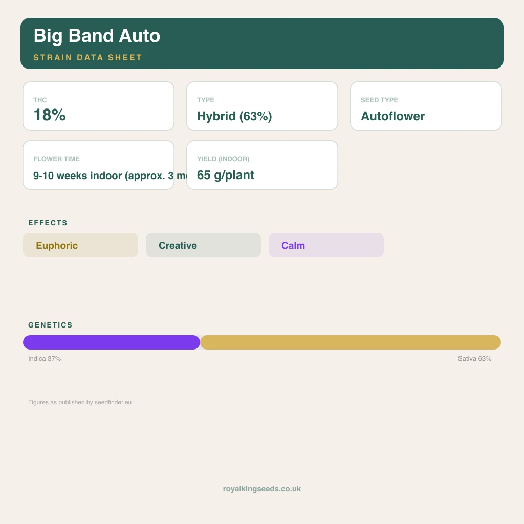 Big Band 37% indica / 63% sativa flower with visible trichomes