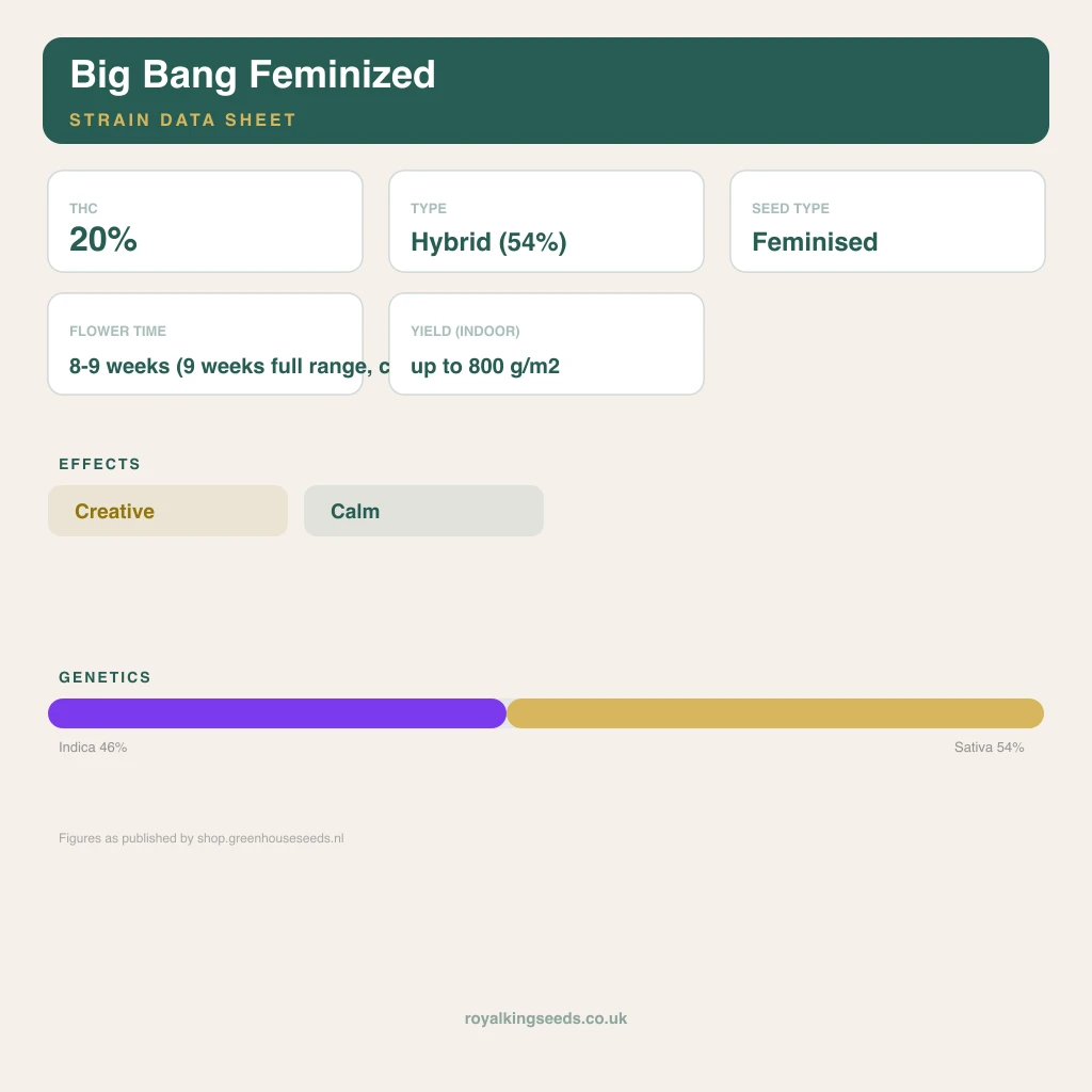 Big Bang 46% indica / 54% sativa flower with visible trichomes