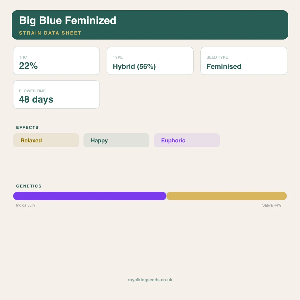 Big Blue 56% indica / 44% sativa flower with visible trichomes