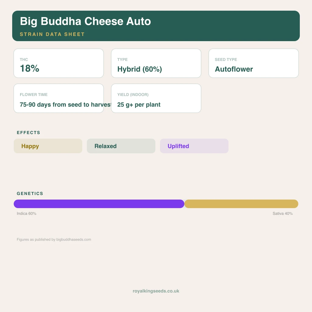 Big Buddha Cheese 60% indica / 40% sativa flower with visible trichomes