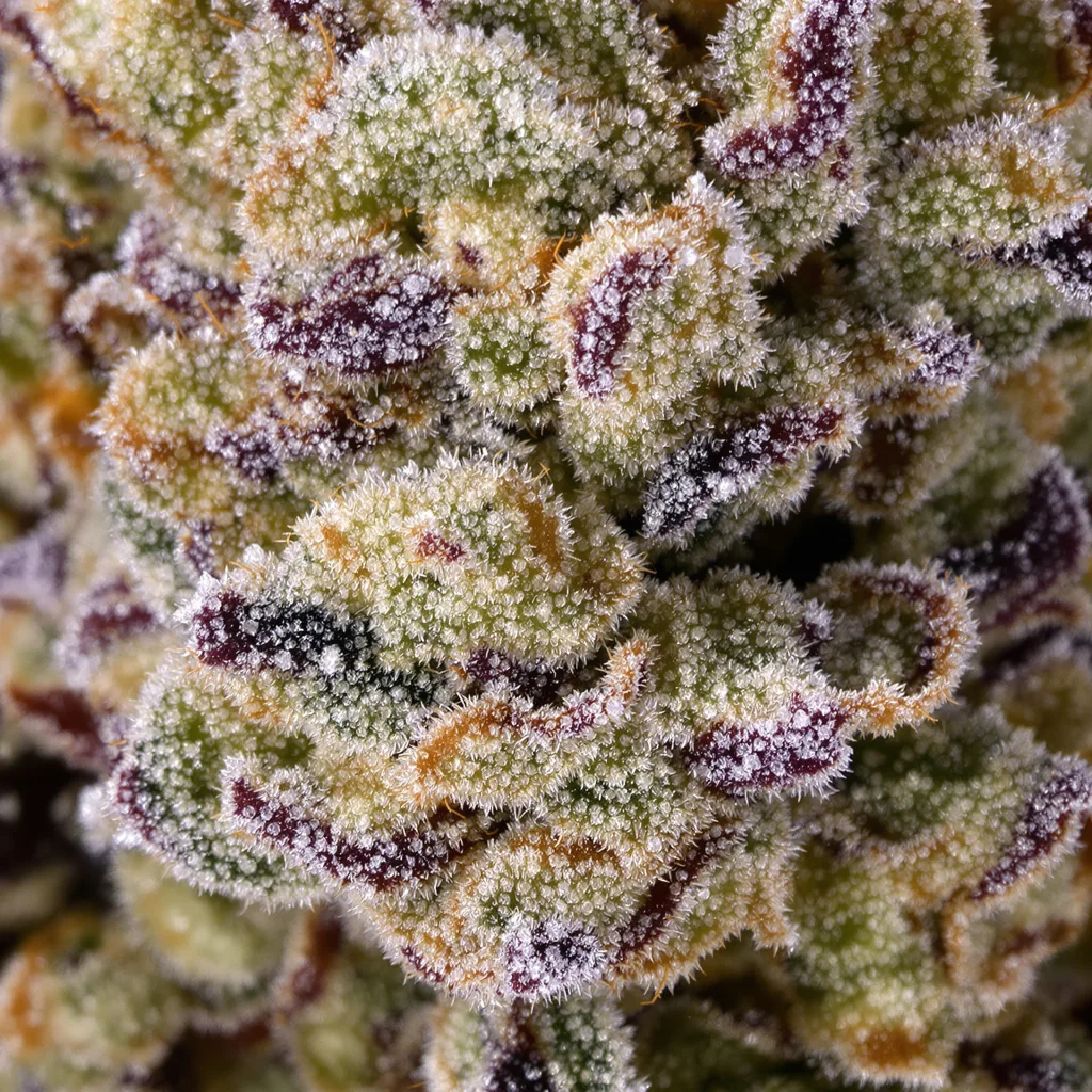 Big Buddha Cheese cannabis bud close-up showing dense forest-green nugs