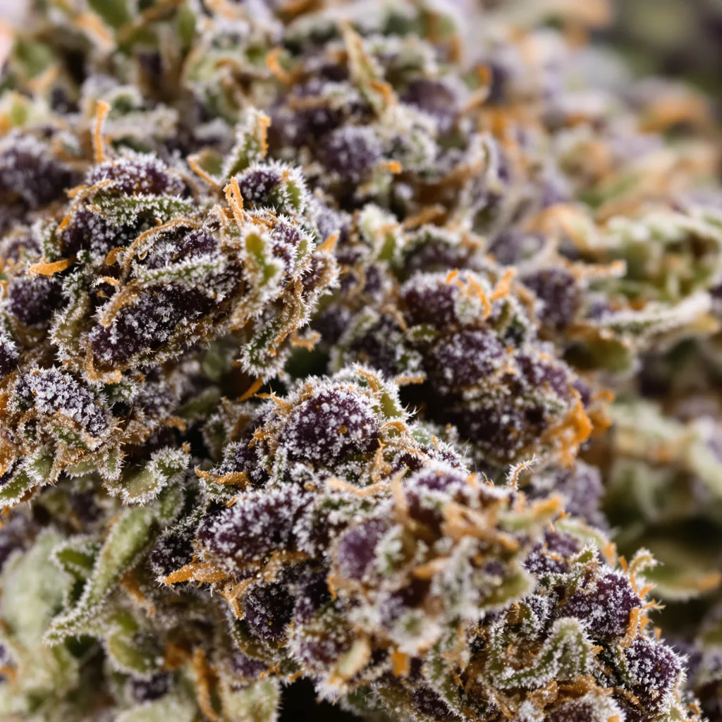 Big Cheese cannabis bud close-up showing dense purple-tinged calyxes