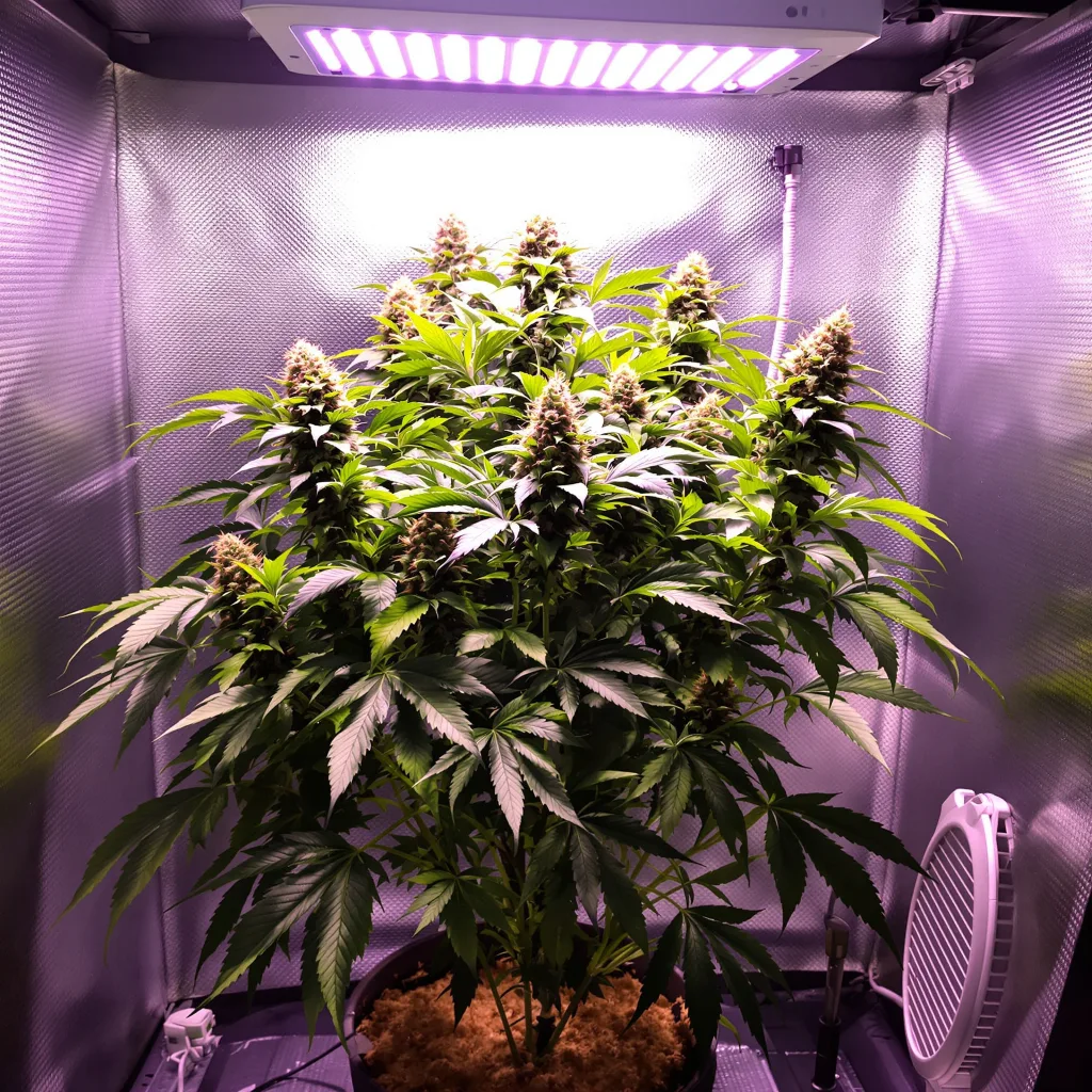 Big Cheese 84% indica / 16% sativa flower with visible trichomes