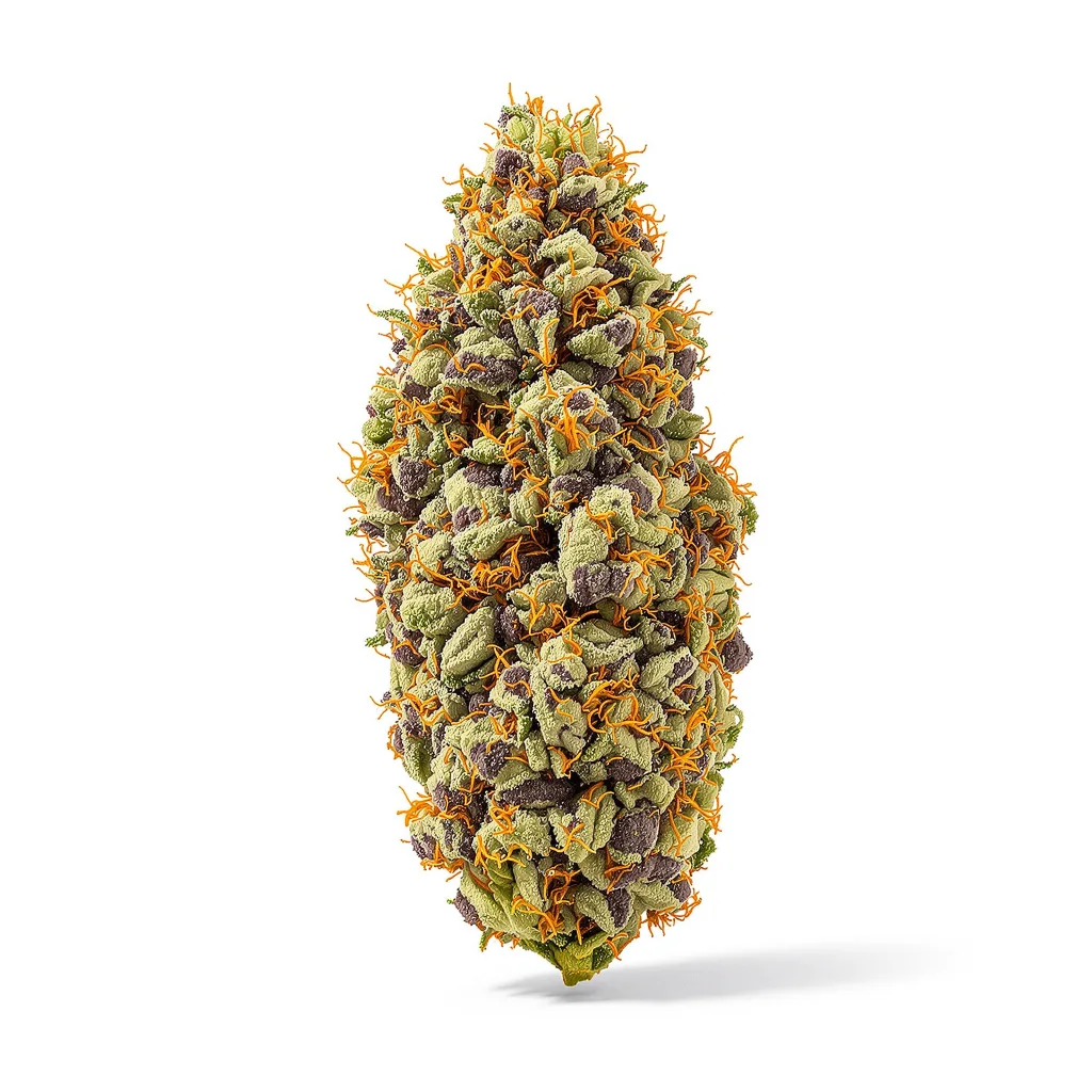 Big Cheese cannabis plant in flowering stage — 90-130 cm feminised