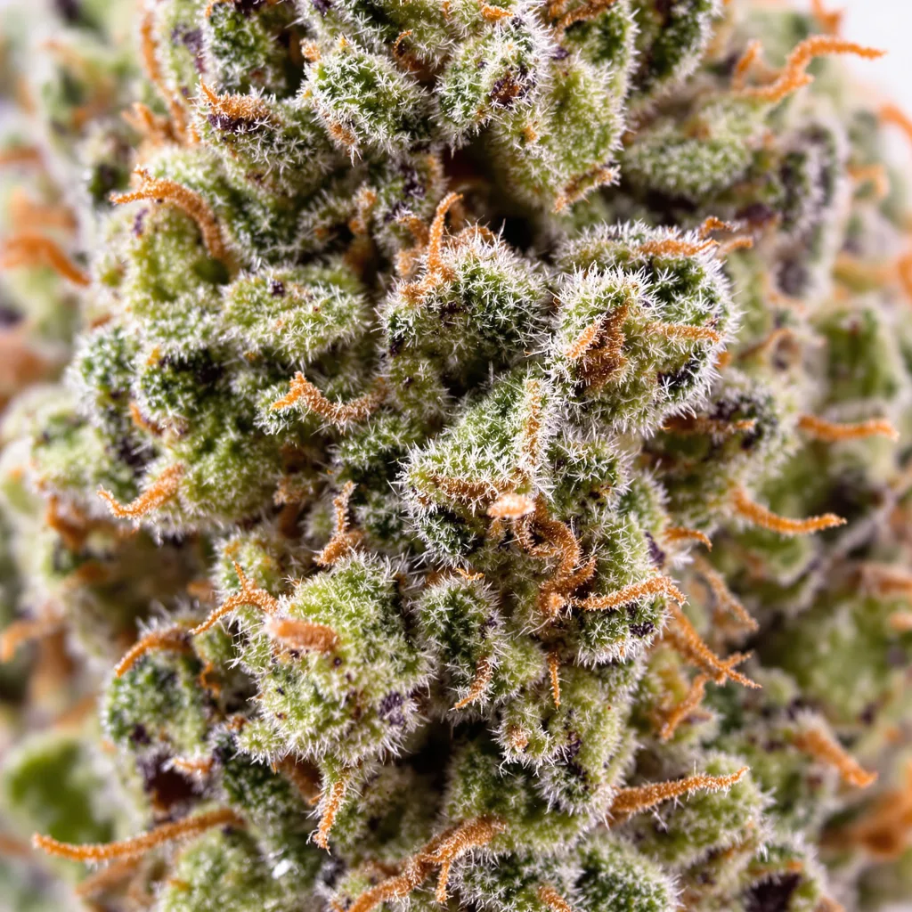 Big Devil cannabis bud close-up showing balanced bud structure with frosted trichomes
