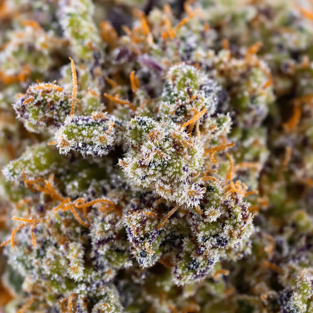 Big Devil cannabis bud close-up showing balanced bud structure with frosted trichomes