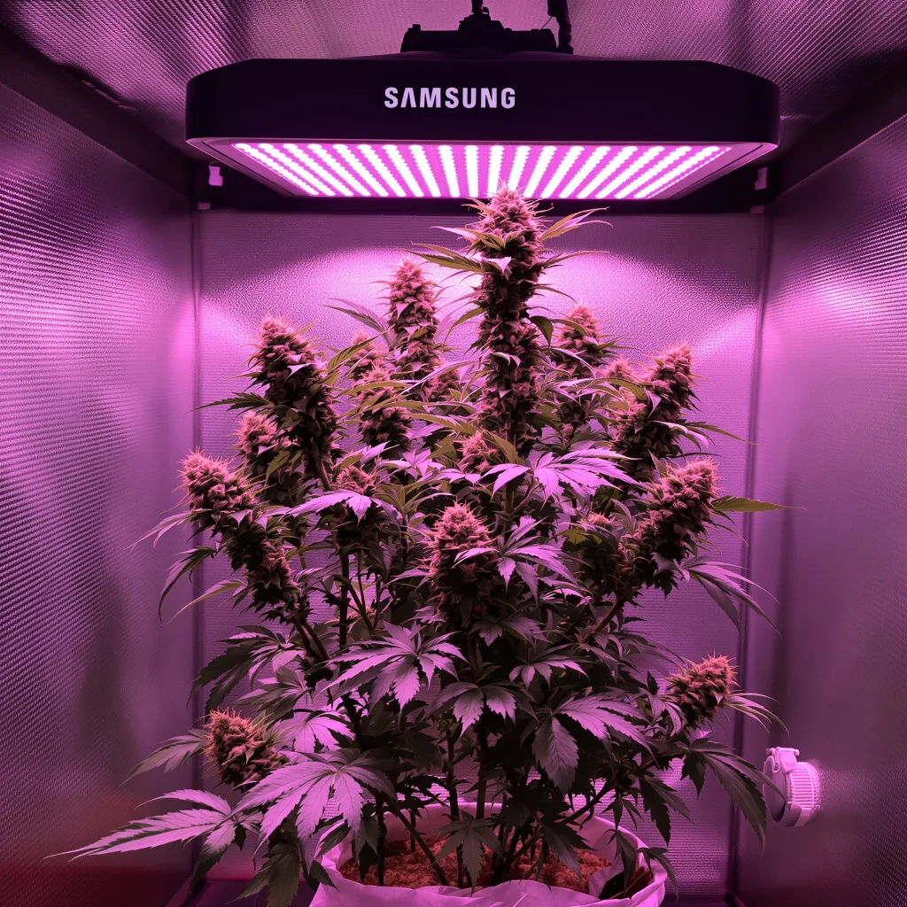 Big Smooth 62% indica / 38% sativa flower with visible trichomes
