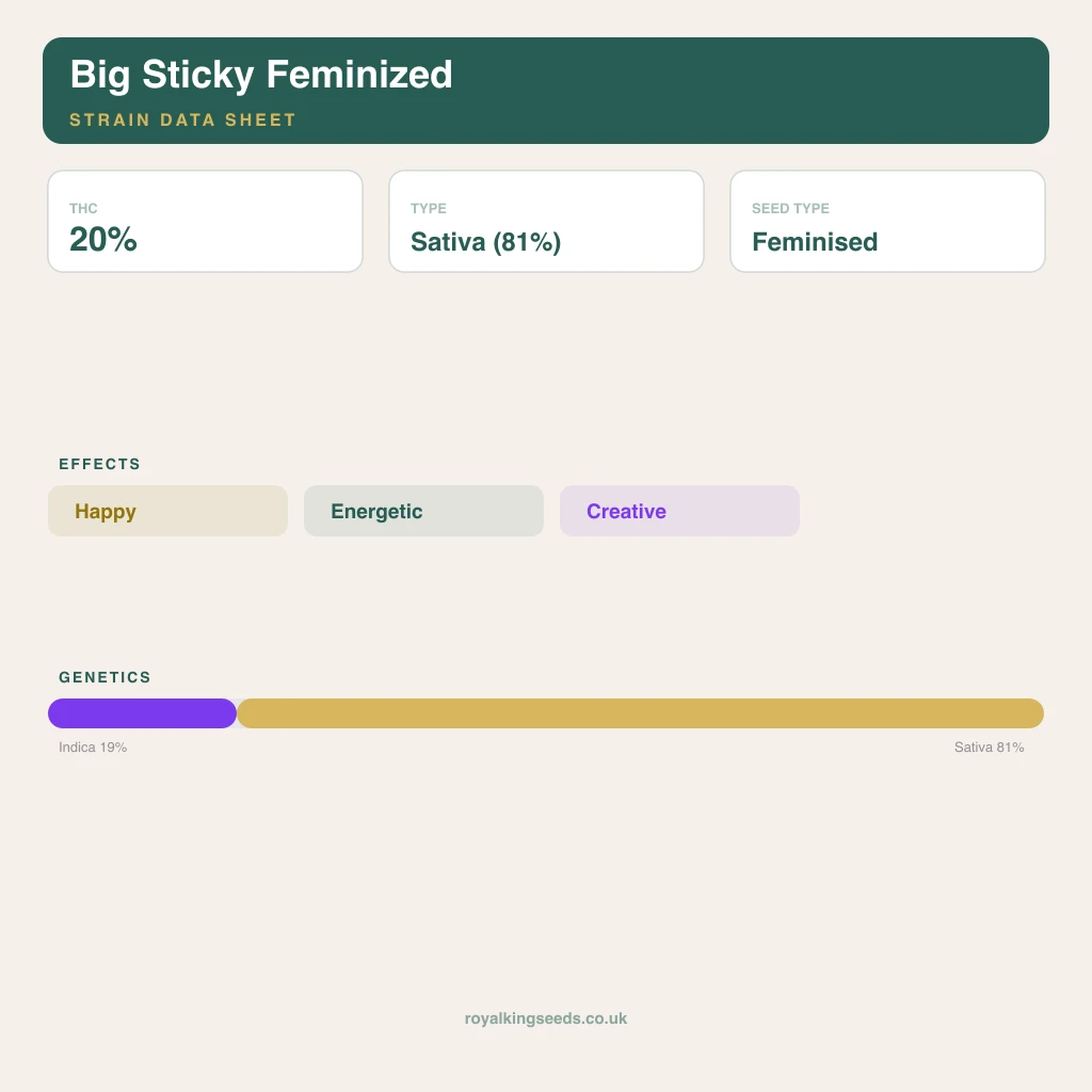 Big Sticky 19% indica / 81% sativa flower with visible trichomes