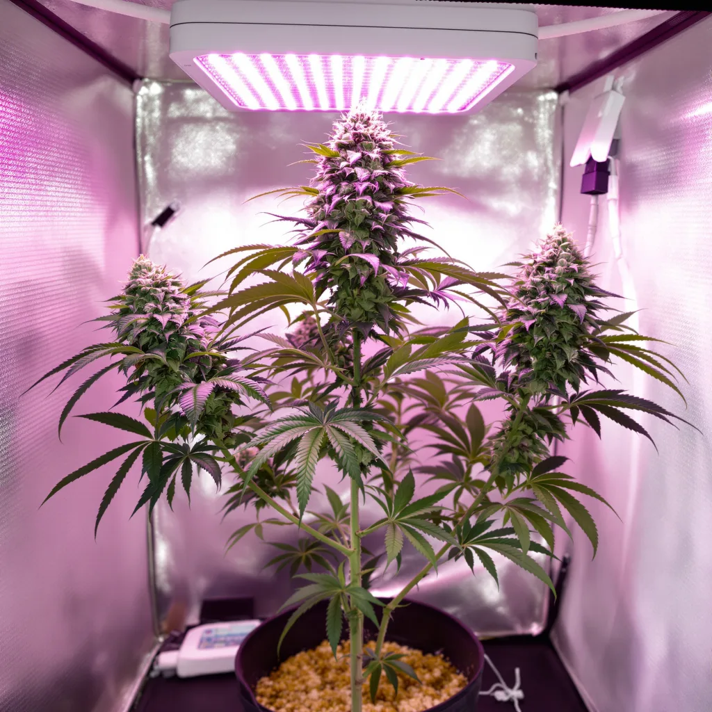 Black Bubba 69% indica / 31% sativa flower with visible trichomes