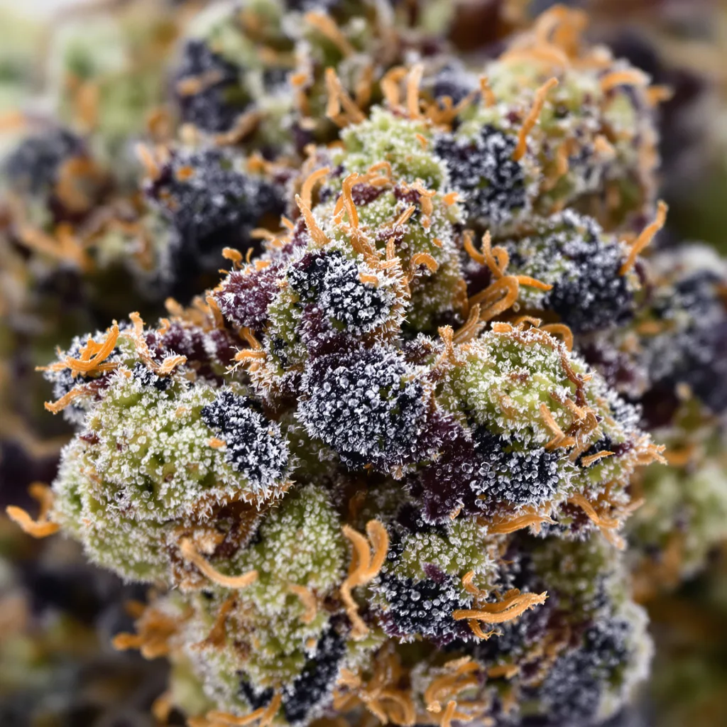 Black Bubba cannabis bud close-up showing dense purple-tinged calyxes