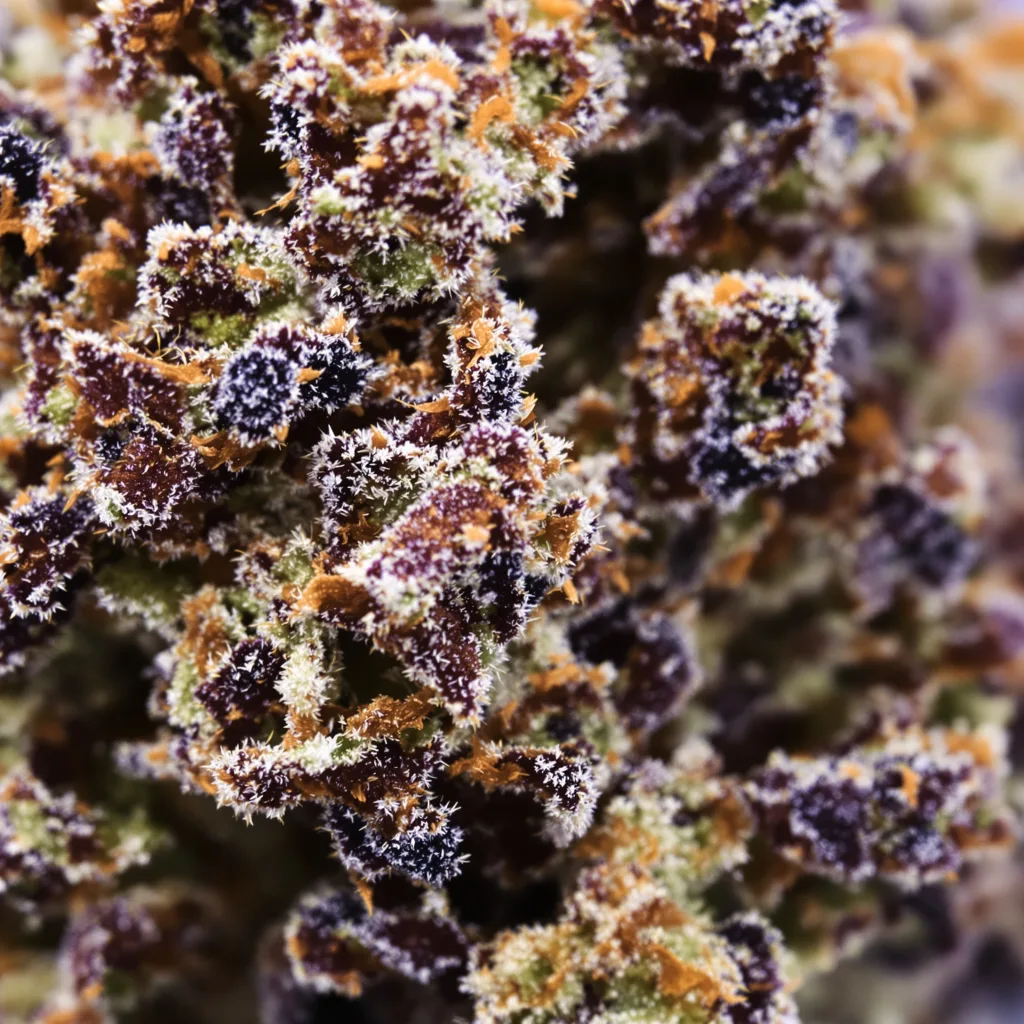 Black Cherry cannabis bud close-up showing dense purple-tinged calyxes