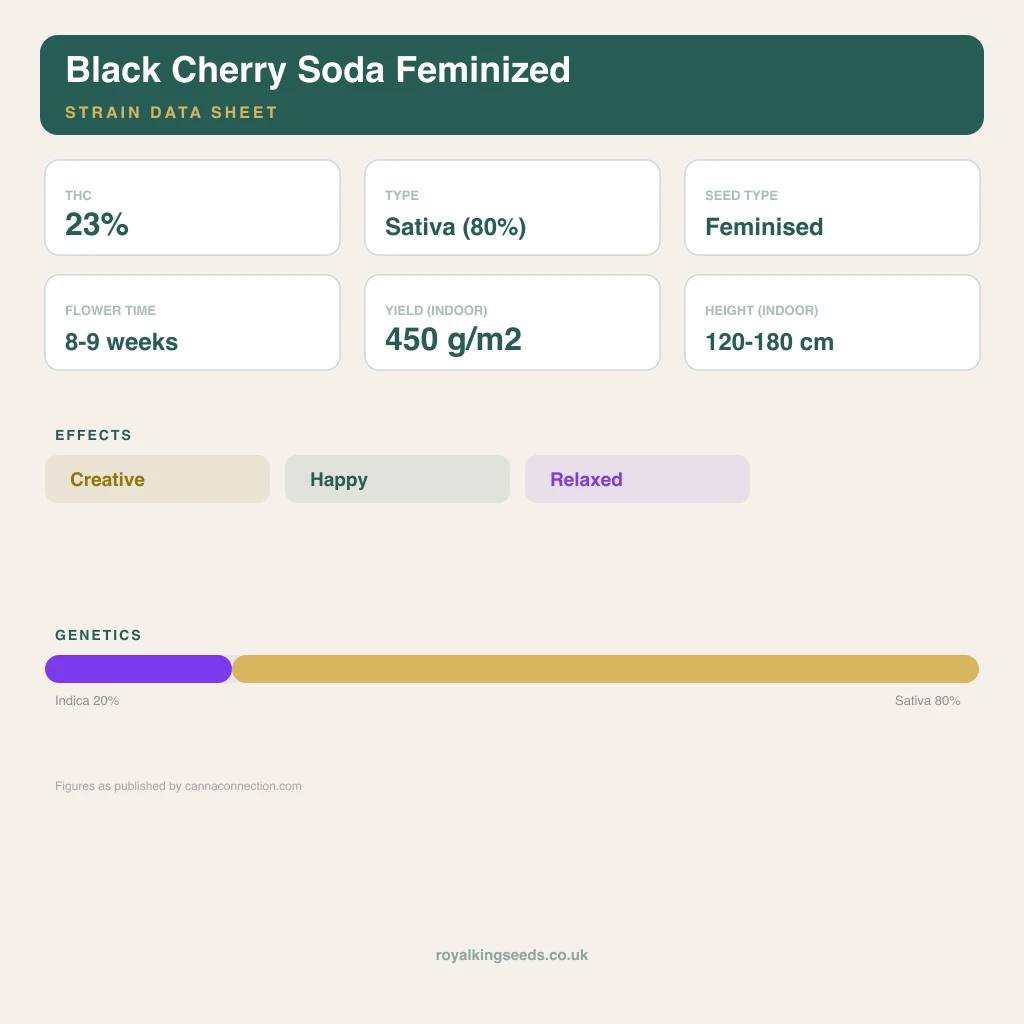 Black Cherry Soda 20% indica / 80% sativa flower with visible trichomes