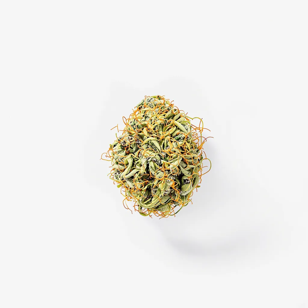 Black Cherry Soda cannabis plant in flowering stage — 120-180 cm feminised