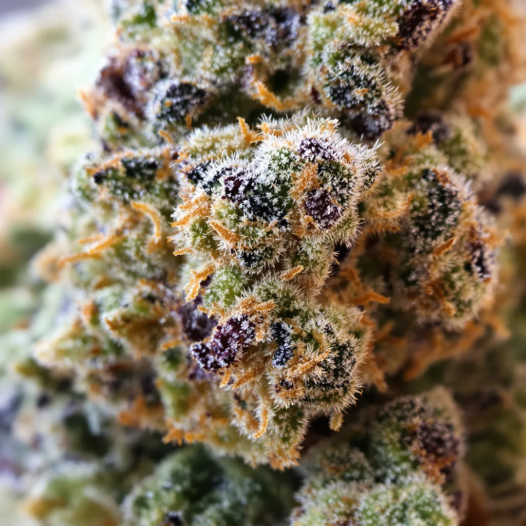 Black Diamond cannabis bud close-up showing balanced bud structure with frosted trichomes