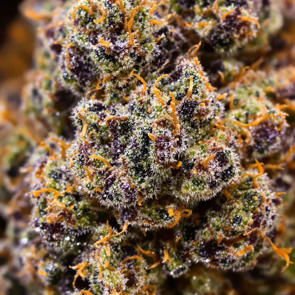 Black Ice cannabis bud close-up showing dense purple-tinged calyxes